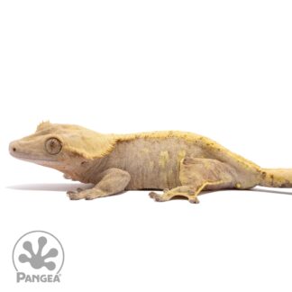 Female Brindle Crested Gecko Cr-1896