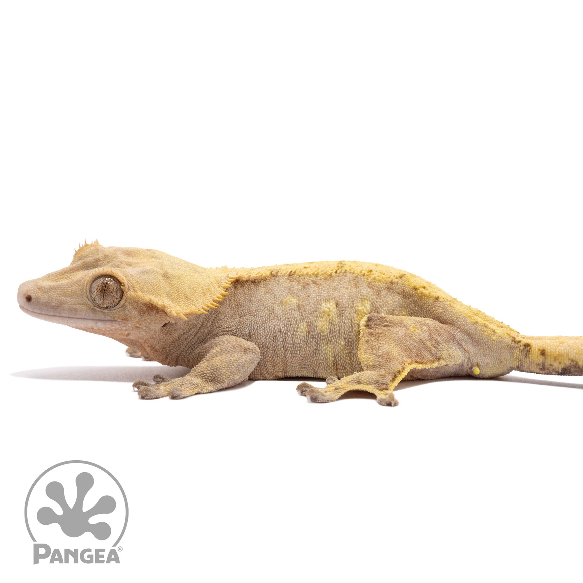 Female Brindle Crested Gecko Cr-1896