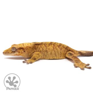 Female Brindle Crested Gecko Cr-2827