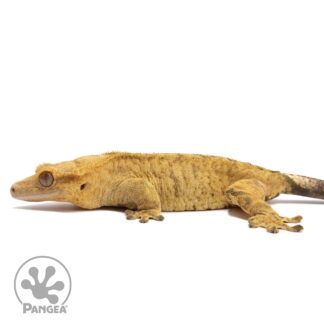 Female Brindle Crested Gecko Cr-2837