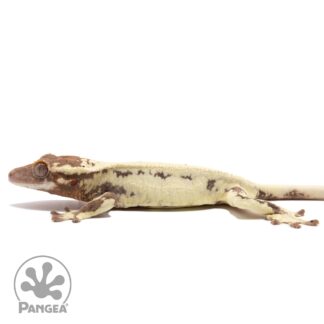 Female Frappuccino Crested Gecko Cr-2803