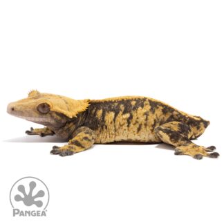 Female Het Pixel Tangerine Crested Gecko Cr-10004