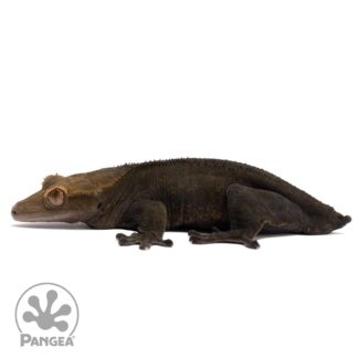 Female OG Noir Crested Gecko Cr-1120