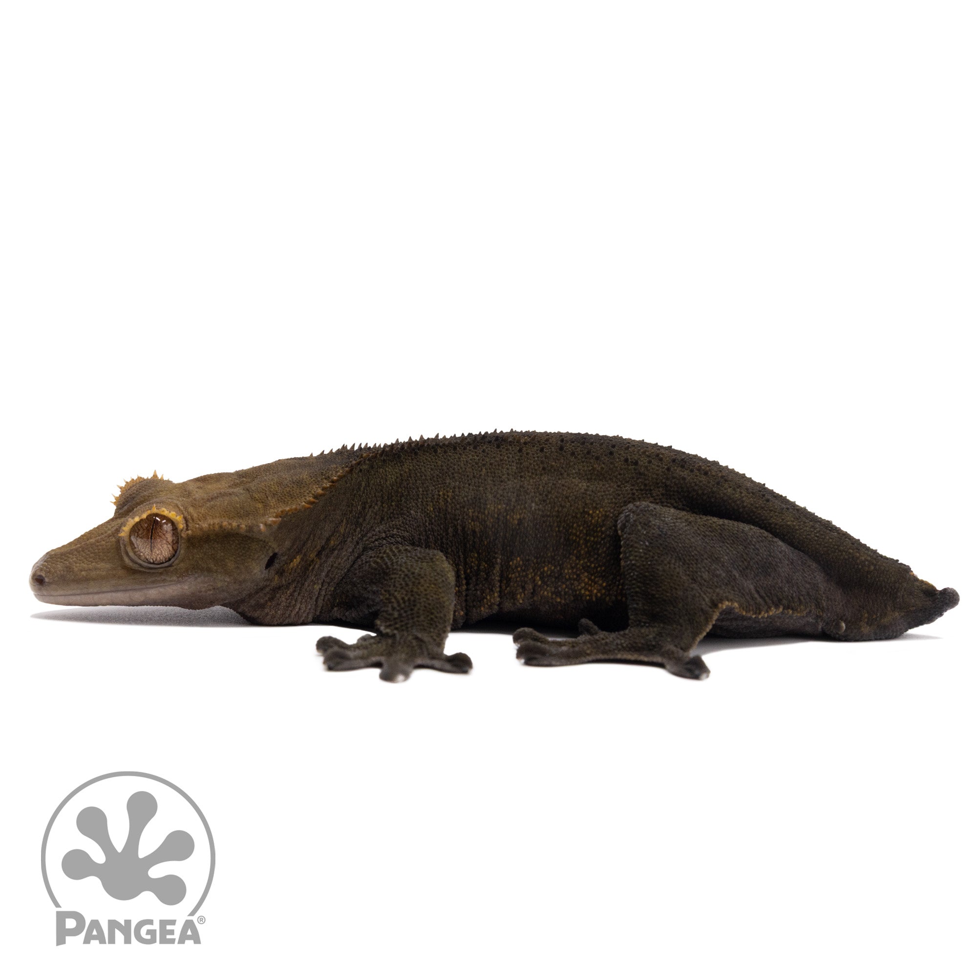 Female OG Noir Crested Gecko Cr-1120