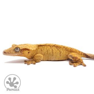 Female Orange Brindle Crested Gecko Cr-2834