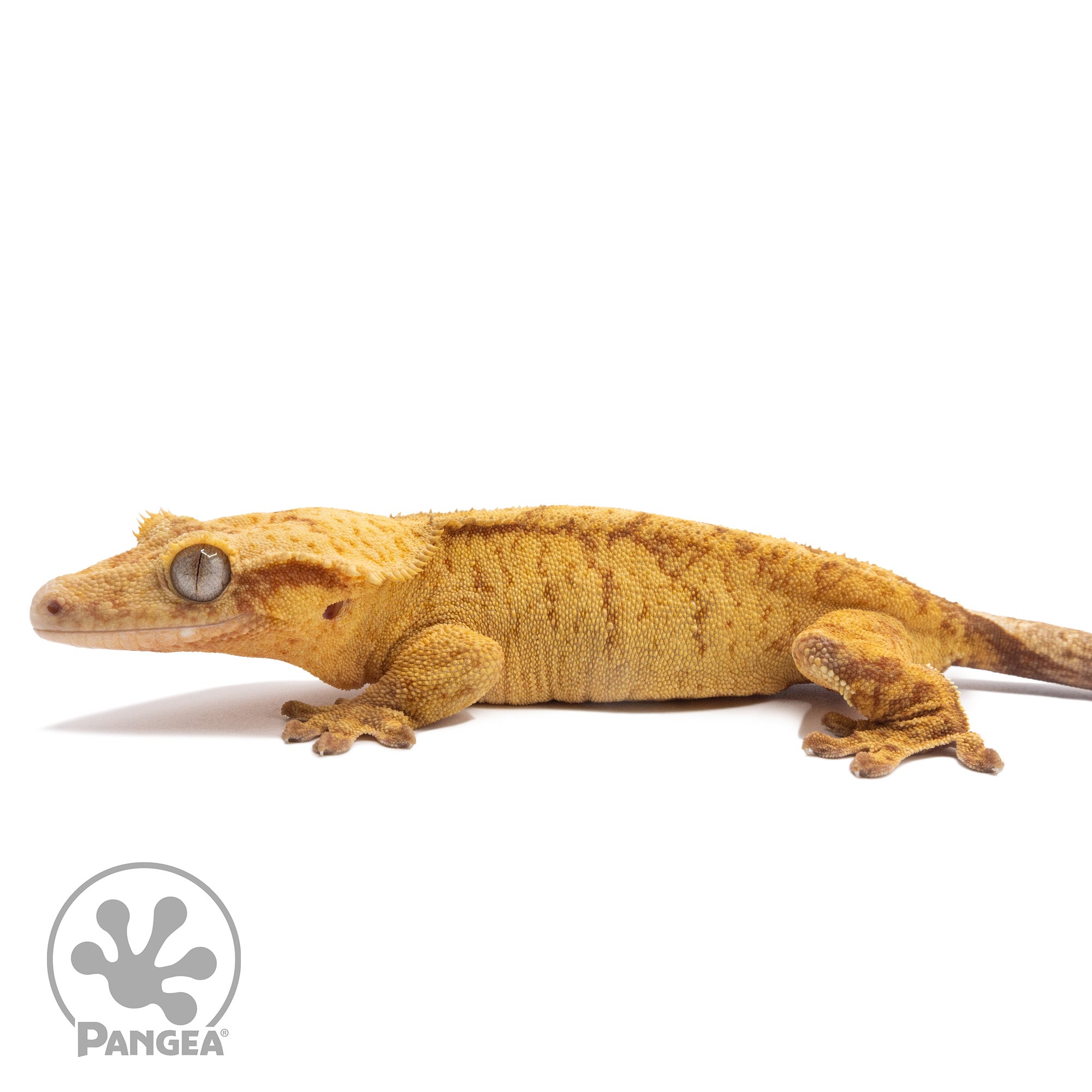 Female Orange Brindle Crested Gecko Cr-2834