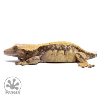 Female Pinstripe Crested Gecko Cr-1854