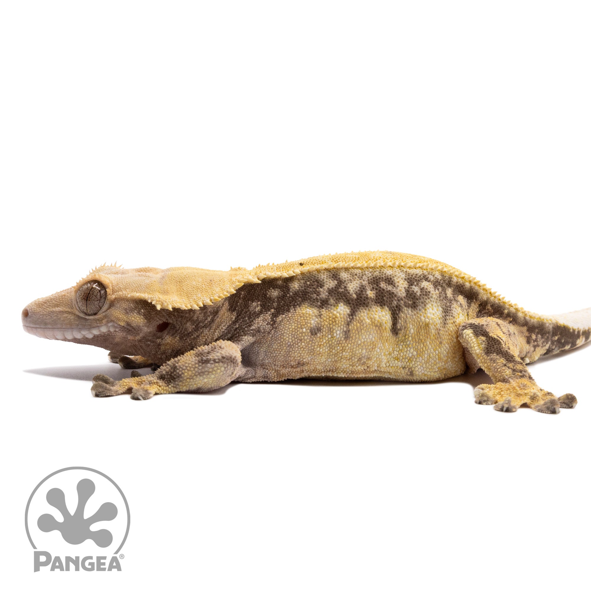 Female Pinstripe Crested Gecko Cr-1854