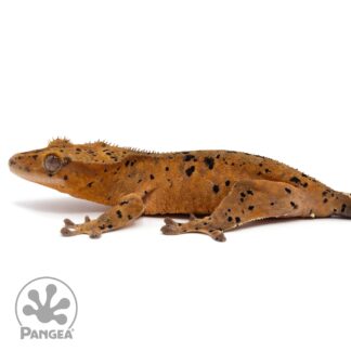 Female Red Super Dalmatian Crested Gecko Cr-2255
