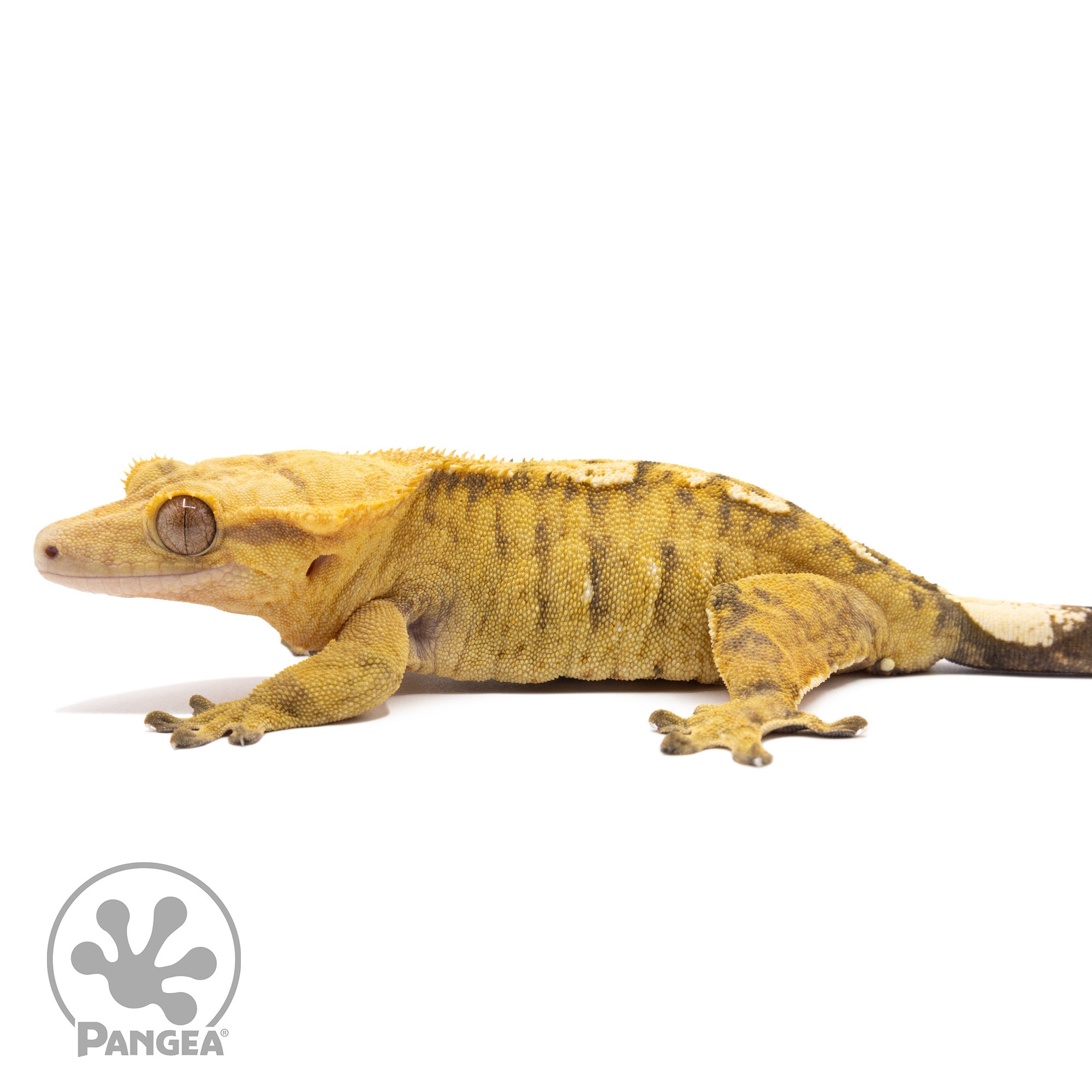 Female Tiger Crested Gecko Cr-2835