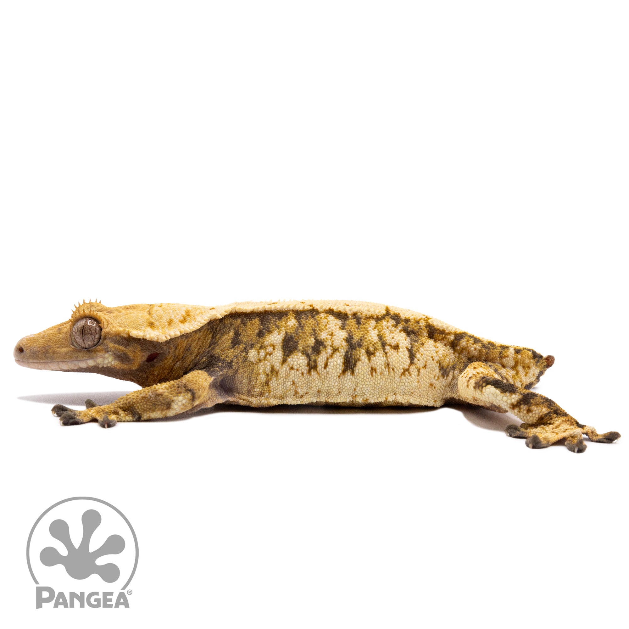 Female Tricolor Extreme Harlequin Crested Gecko Cr-2595