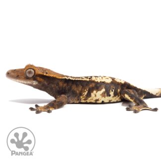 Female Tricolor Frappuccino Crested Gecko Cr-2809