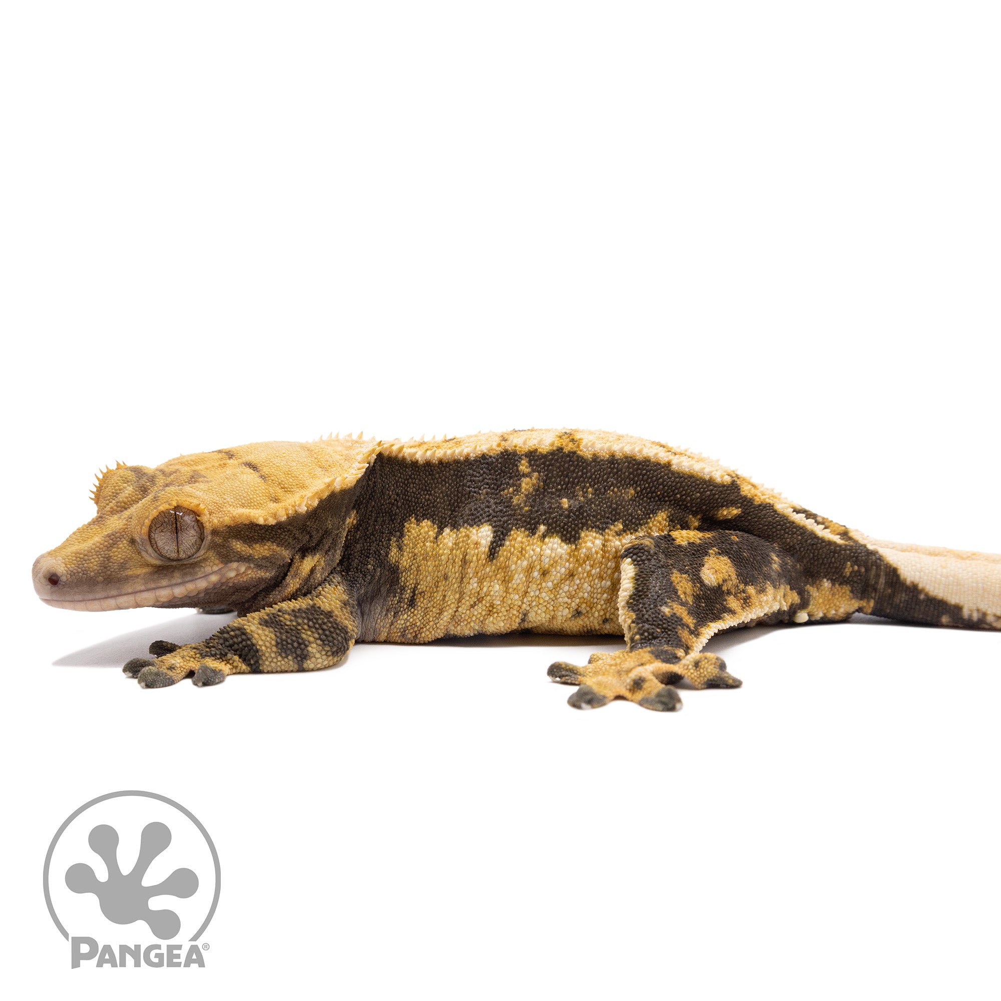 Female White Wall Crested Gecko Cr-2833