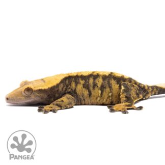 Female XXX Crested Gecko Cr-2798