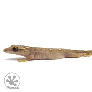 Juvenile 7-Spot Correlophus sarasinorum SA-040