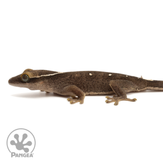 Male 8-Spot Correlophus sarasinorum SA-020