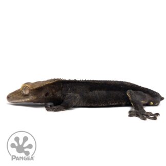 Male Black Phantom Crested Gecko Cr-2605