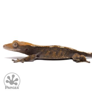 Male Cappuccino Crested Gecko Cr-2500