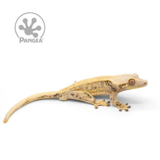 Male Cream XXX Crested Gecko Cr-1004