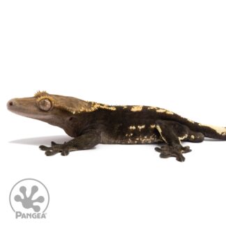 Male Dark Flame Crested Gecko Cr-2830