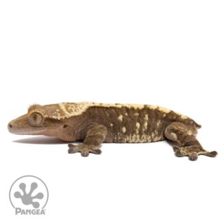 Male Flame Crested Gecko Cr-2822