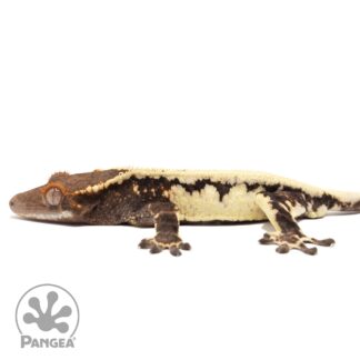 Male Frappuccino Crested Gecko Cr-2802