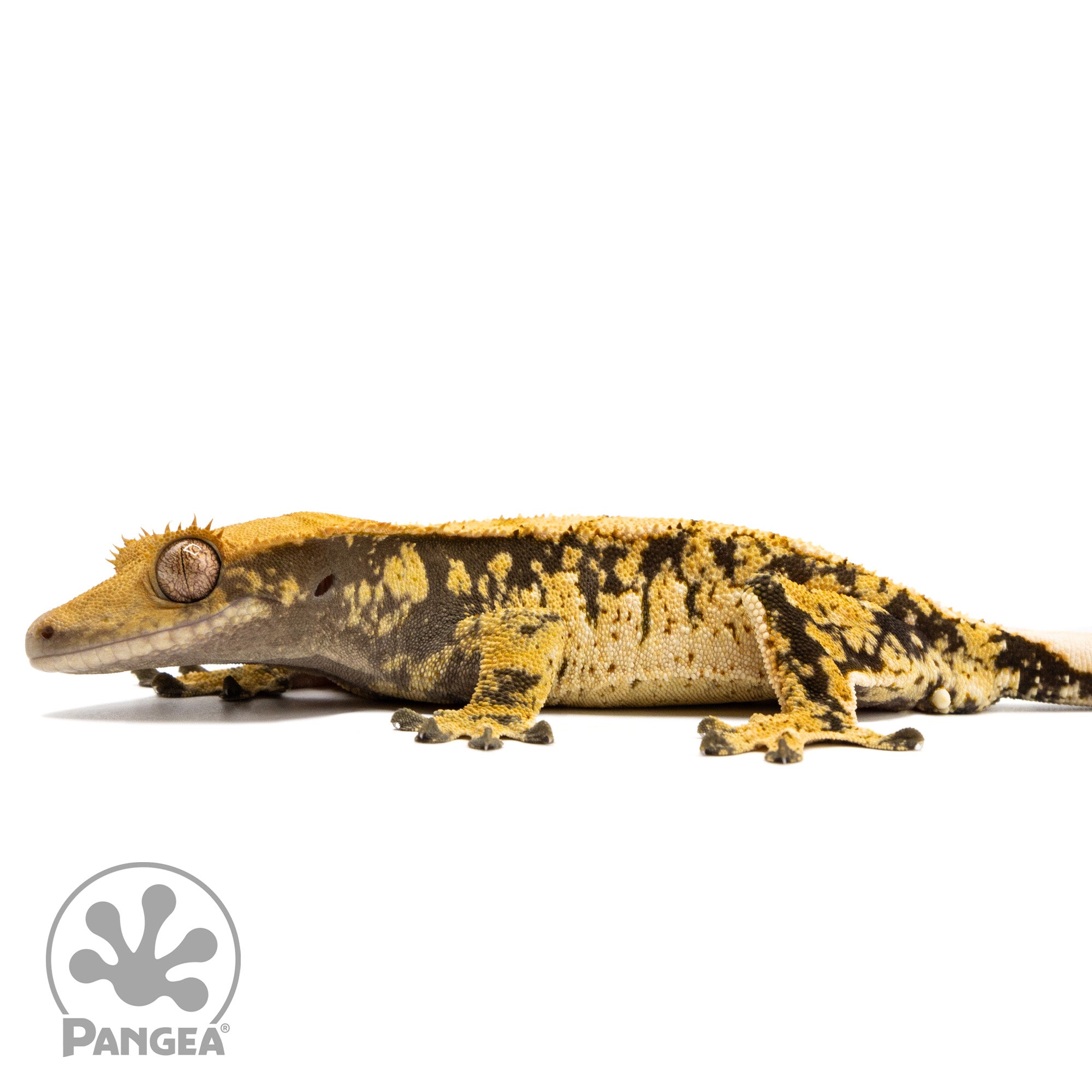 Male Het Pixel Tangerine Crested Gecko Cr-10014