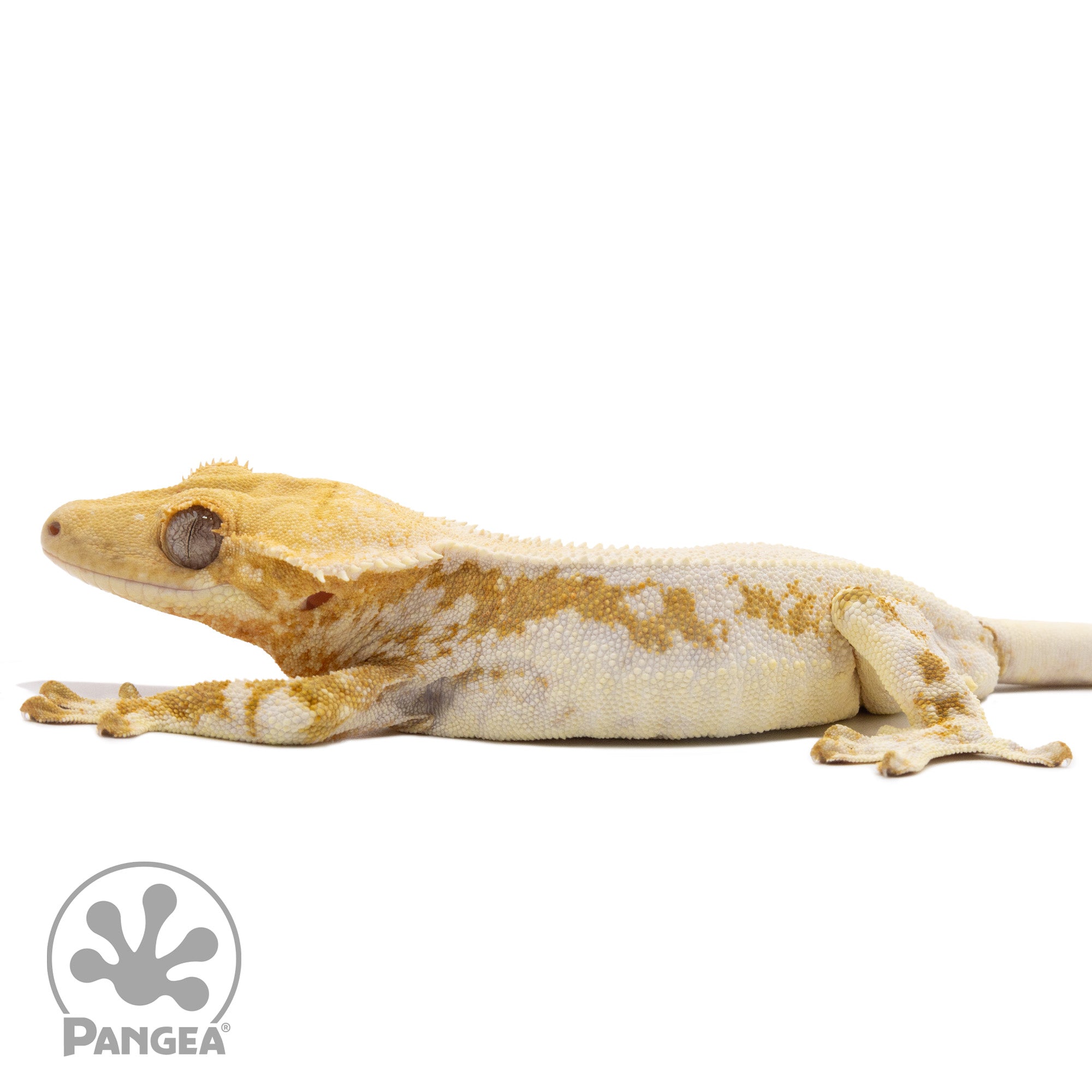 Male Hypo Yellow Lilly White Crested Gecko Cr-2506