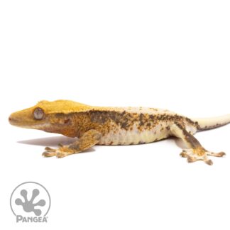 Male Lilly White Pixel Crested Gecko Cr-10087