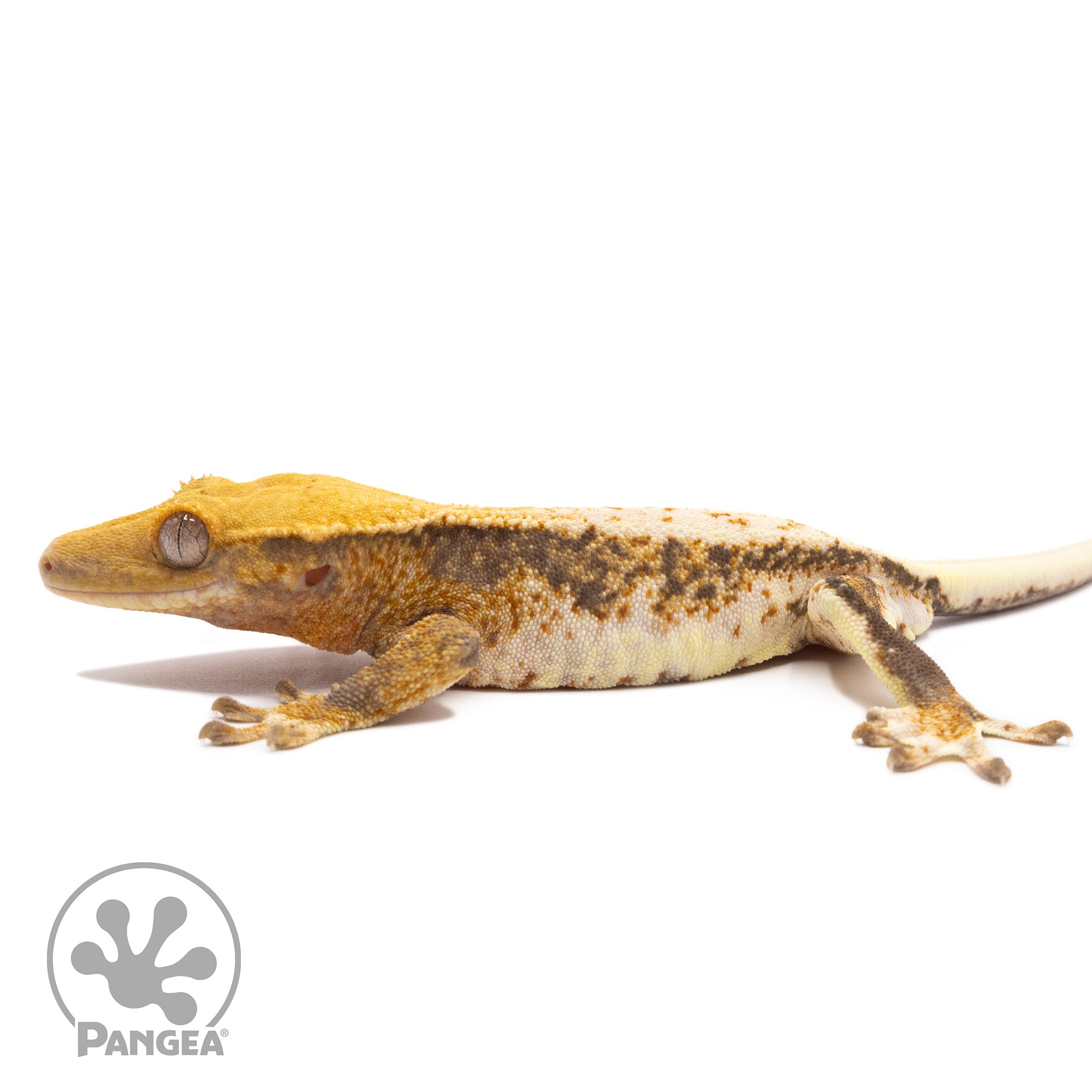 Male Lilly White Pixel Crested Gecko Cr-10087