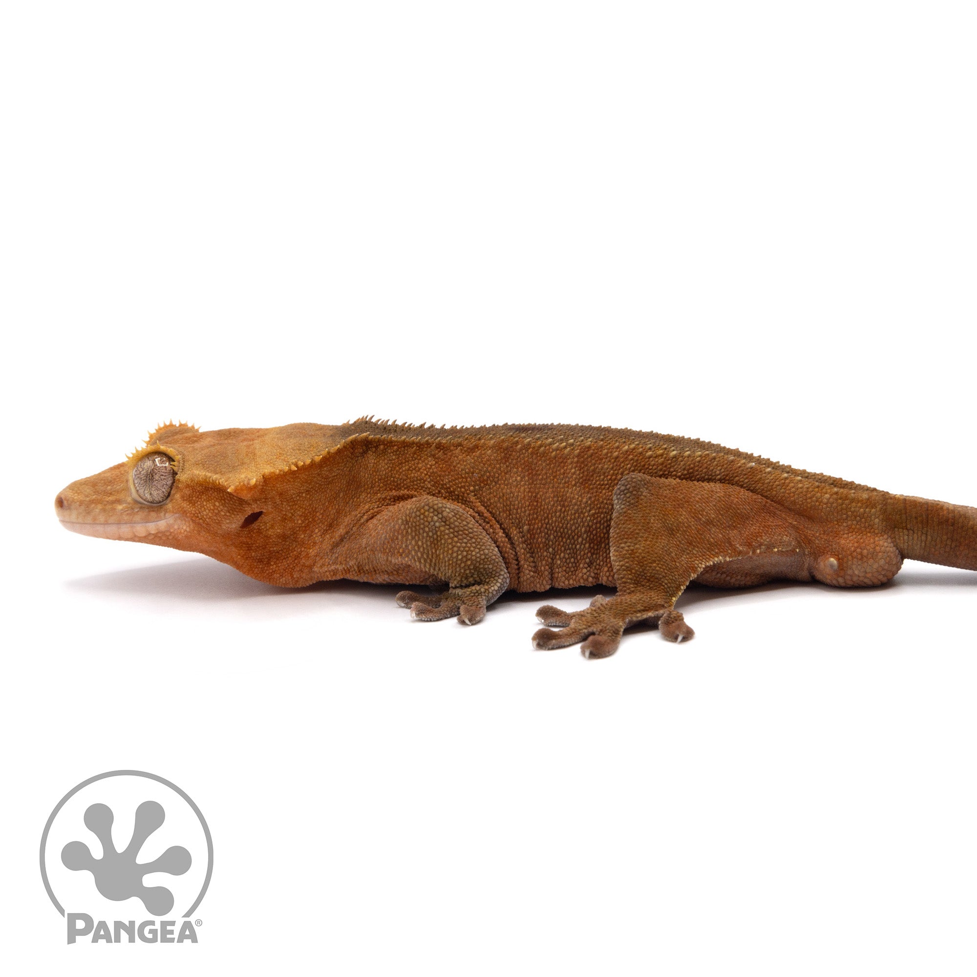 Male Red Phantom Crested Gecko Cr-2110