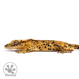 Male Super Dalmatian Crested Gecko Cr-2487