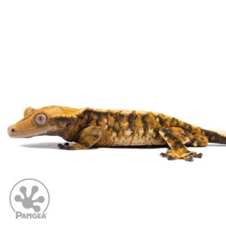 Male Tricolor Extreme Harlequin Crested Gecko Cr-2770