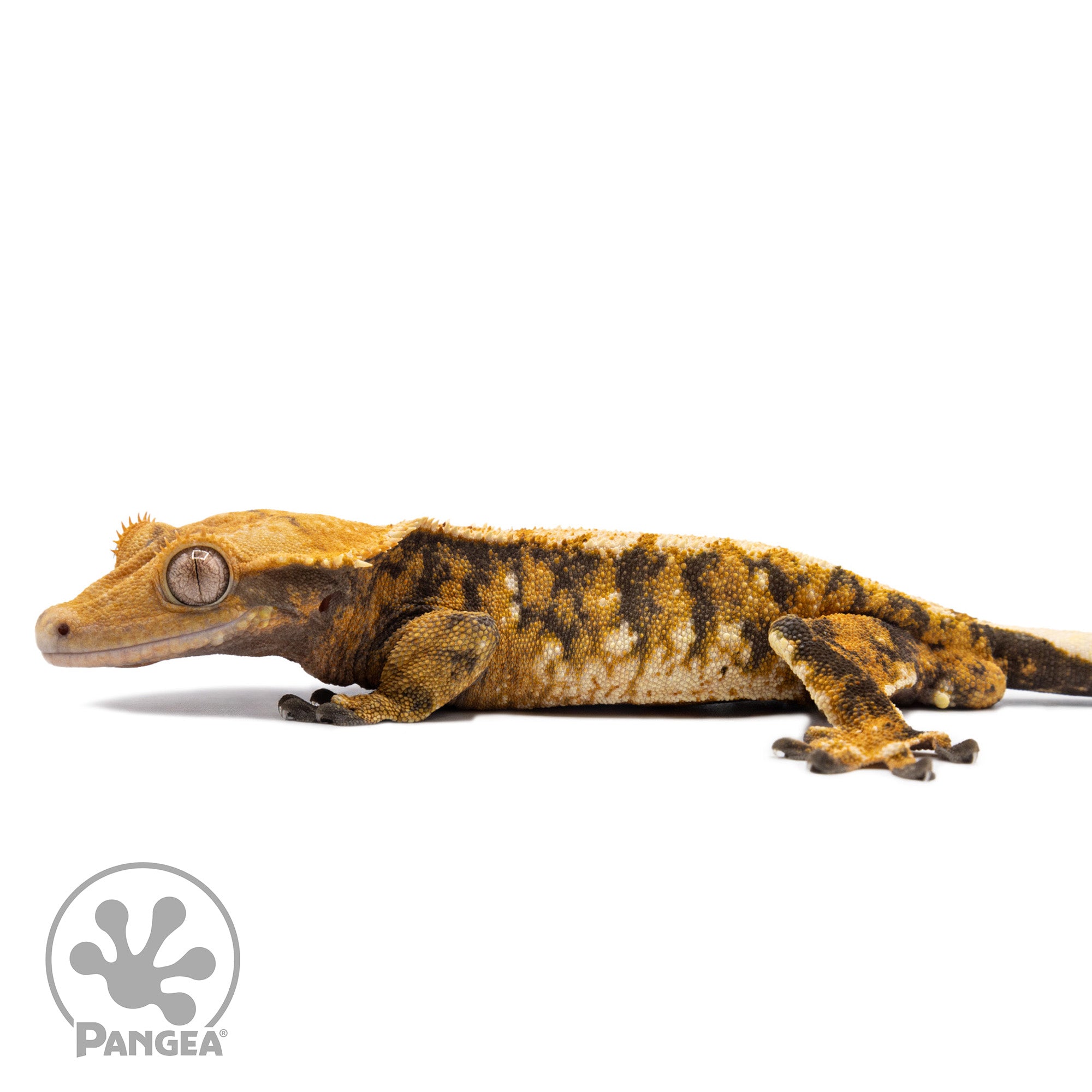 Male Tricolor Extreme Harlequin Crested Gecko Cr-2770