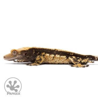 Male Tricolor Quadstripe Crested Gecko Cr-2748