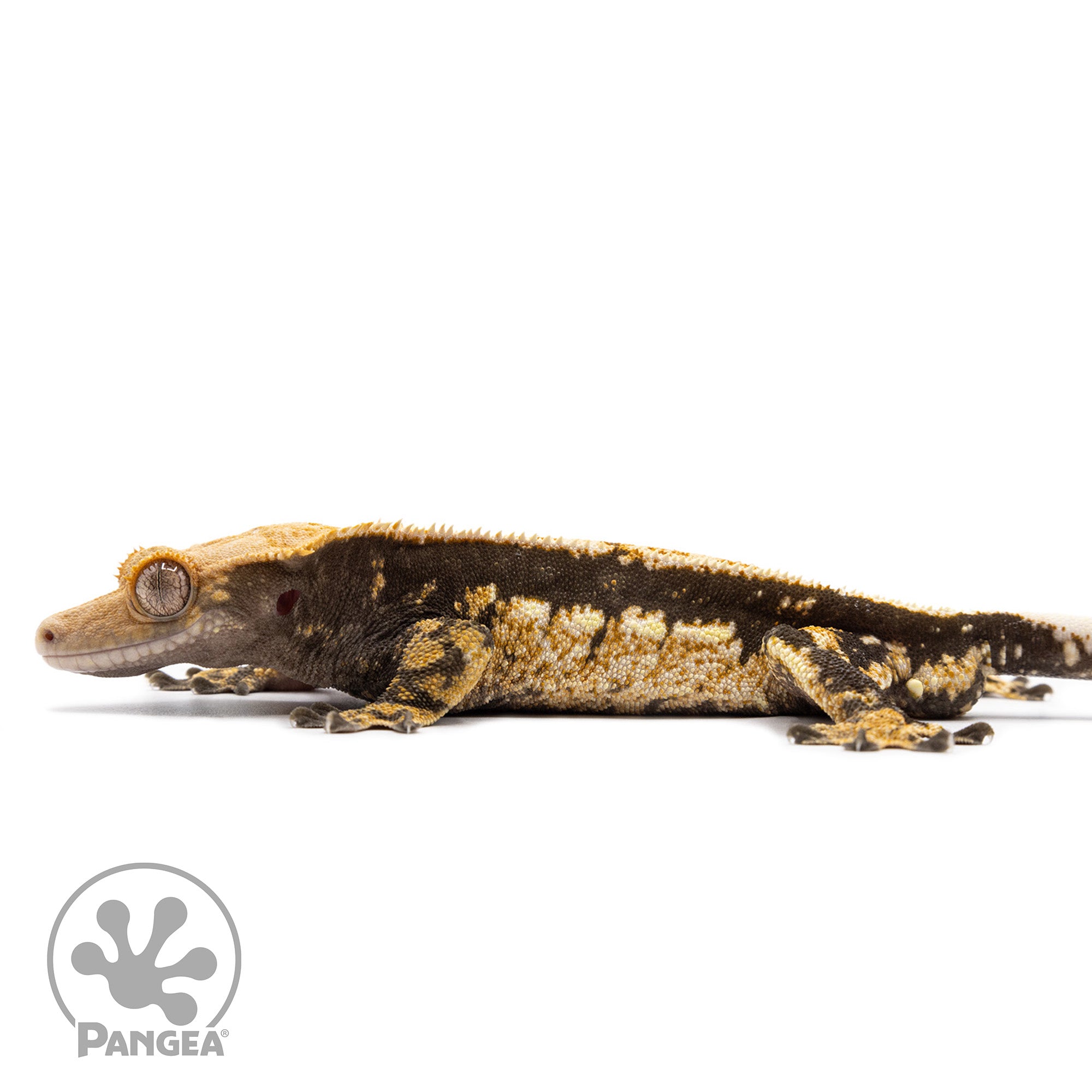 Male Tricolor Quadstripe Crested Gecko Cr-2748