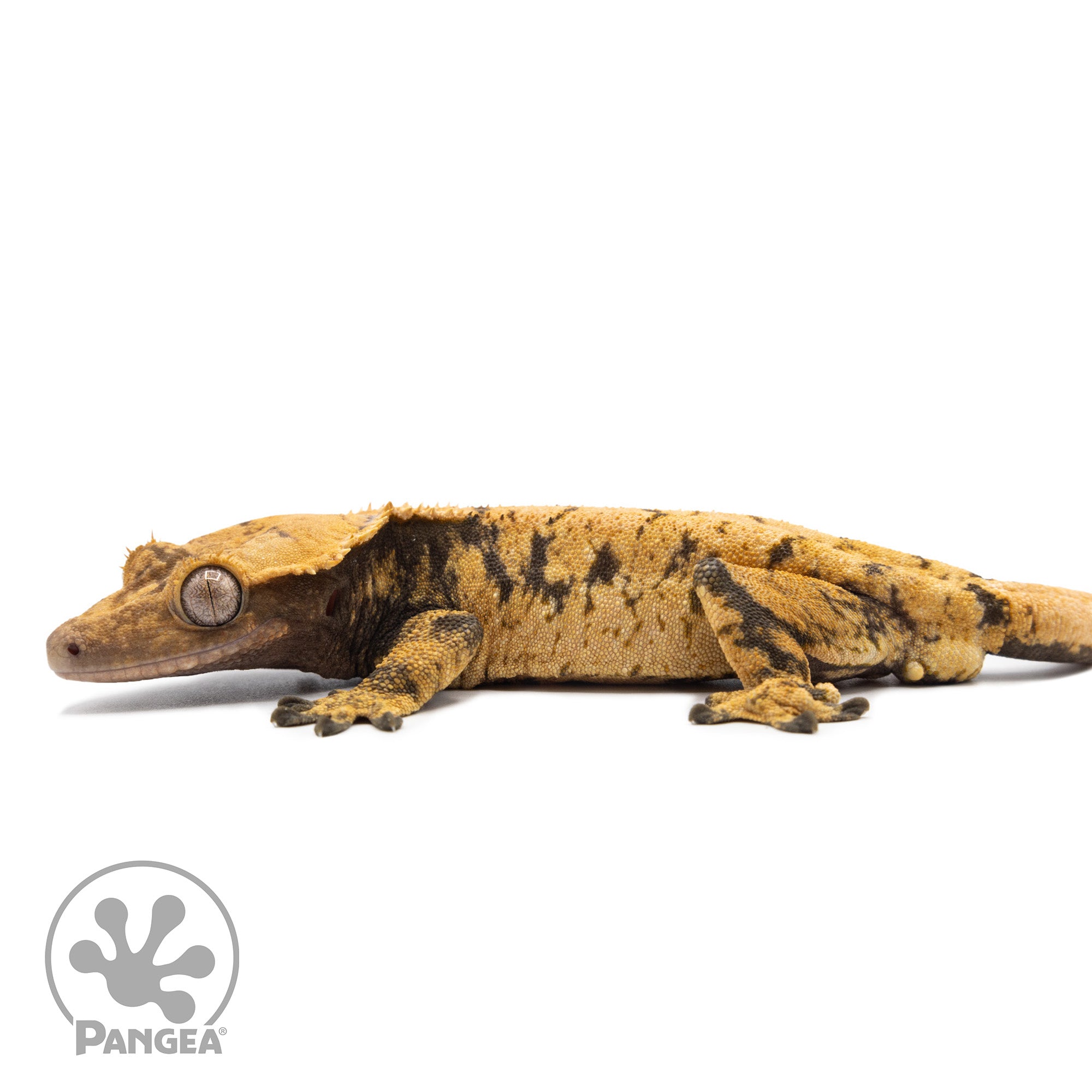 Male XXX Crested Gecko Cr-2590