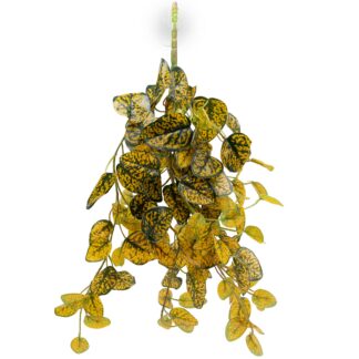 Pangea Hanging Bush - Japanese Laurel