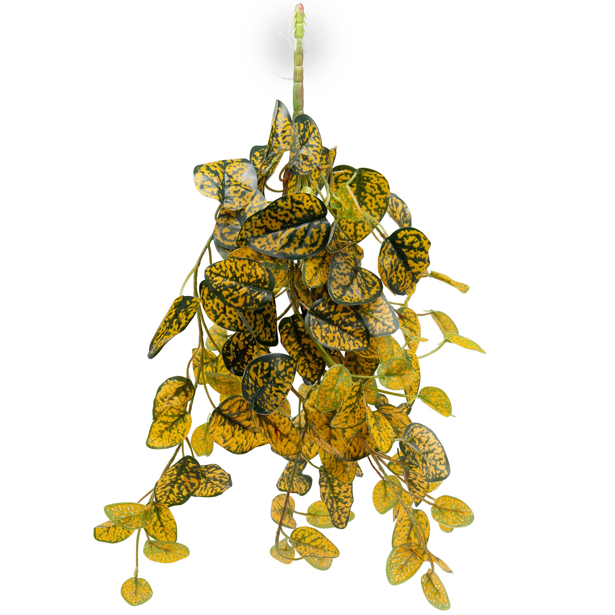 Pangea Hanging Bush - Japanese Laurel