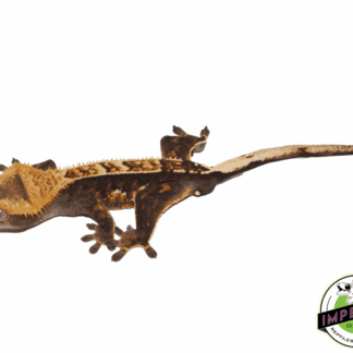 Premium Crested Gecko Adult Male