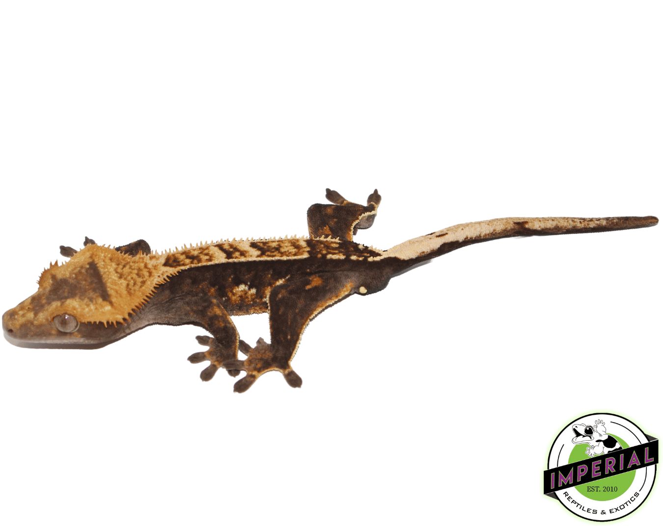 Premium Crested Gecko Adult Male